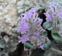 Ziziphora puschkinii