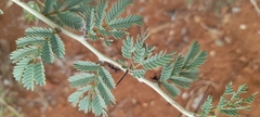 Vachellia leucophloea