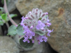 Ziziphora puschkinii