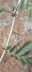 Vachellia leucophloea