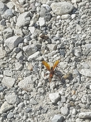 Cryptocheilus annulatus