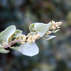 Atriplex nummularia