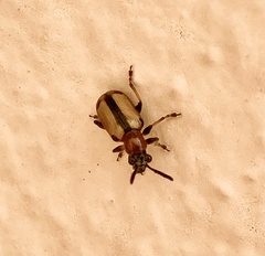 Crioceris paracenthesis