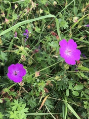 Geranium sanguineum