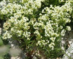 Galium anisophyllon