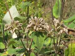 Phlomis samia