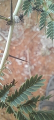 Camponotus