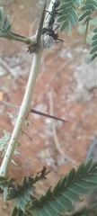 Camponotus