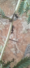 Camponotus