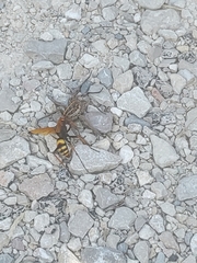 Cryptocheilus annulatus