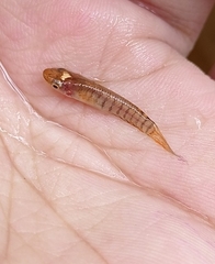 Aplocheilus lineatus