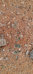 Boerhavia erecta
