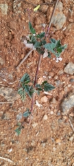 Boerhavia erecta