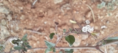 Boerhavia erecta