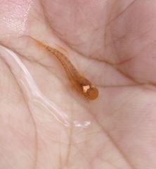 Aplocheilus lineatus