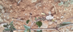 Boerhavia erecta