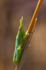 Acrididae