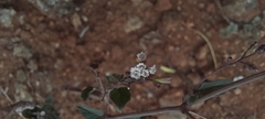 Boerhavia erecta