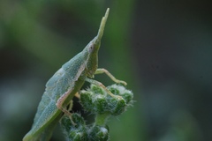 Acrididae