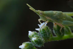 Acrididae