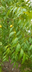Azadirachta indica