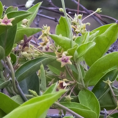 Vincetoxicum indicum