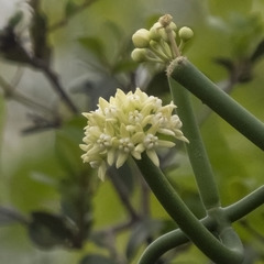 Cynanchum viminale viminale