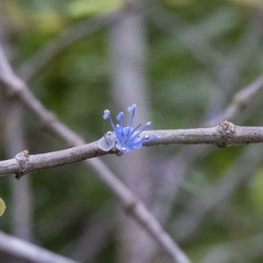 Memecylon umbellatum