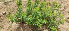 Senna auriculata