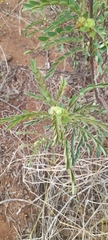 Senna auriculata