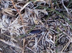 Porcellio hoffmannseggii