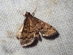 Piletocera melesalis