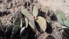 Crassula cotyledonis