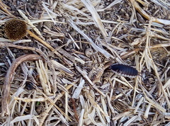 Porcellio hoffmannseggii