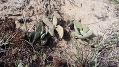 Crassula cotyledonis