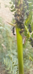 Camponotus