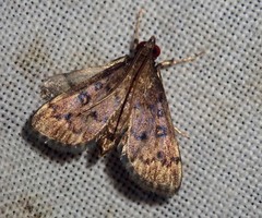 Piletocera melesalis