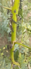 Camponotus