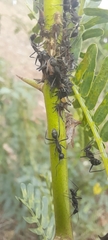 Camponotus