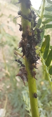 Camponotus