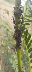 Camponotus