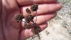 Crassula cotyledonis