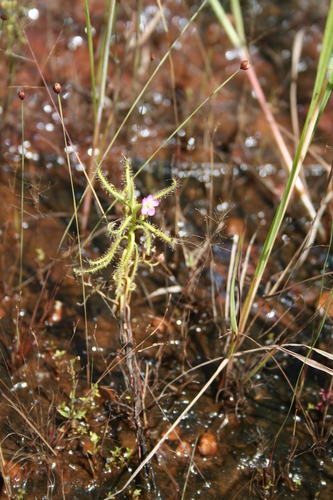 Indian Sundew