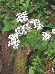 Achillea macrophylla