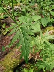 Achillea macrophylla
