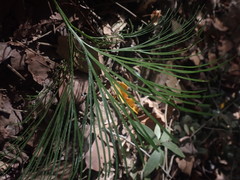 Schizaea