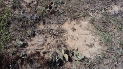 Crassula cotyledonis