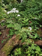 Achillea macrophylla