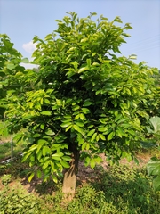 Ficus microcarpa