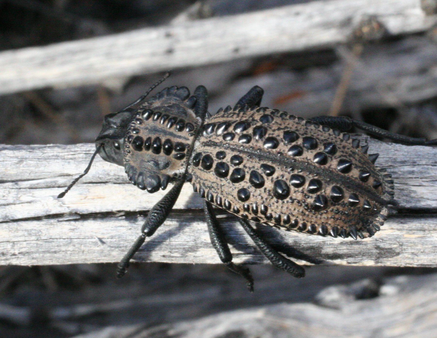 Photos of Gagatophorus draco · iNaturalist